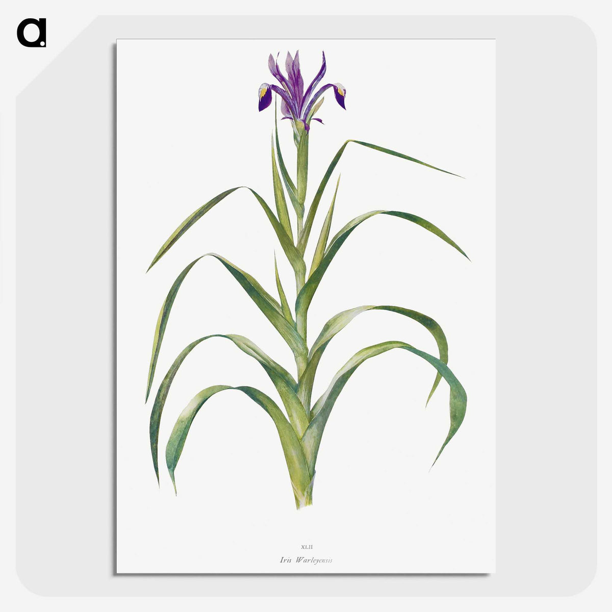 1-19_The-Genus-Iris_picture-crop