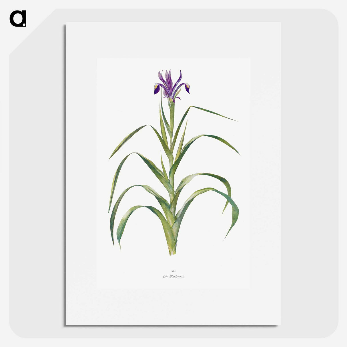 1-19_The-Genus-Iris_picture