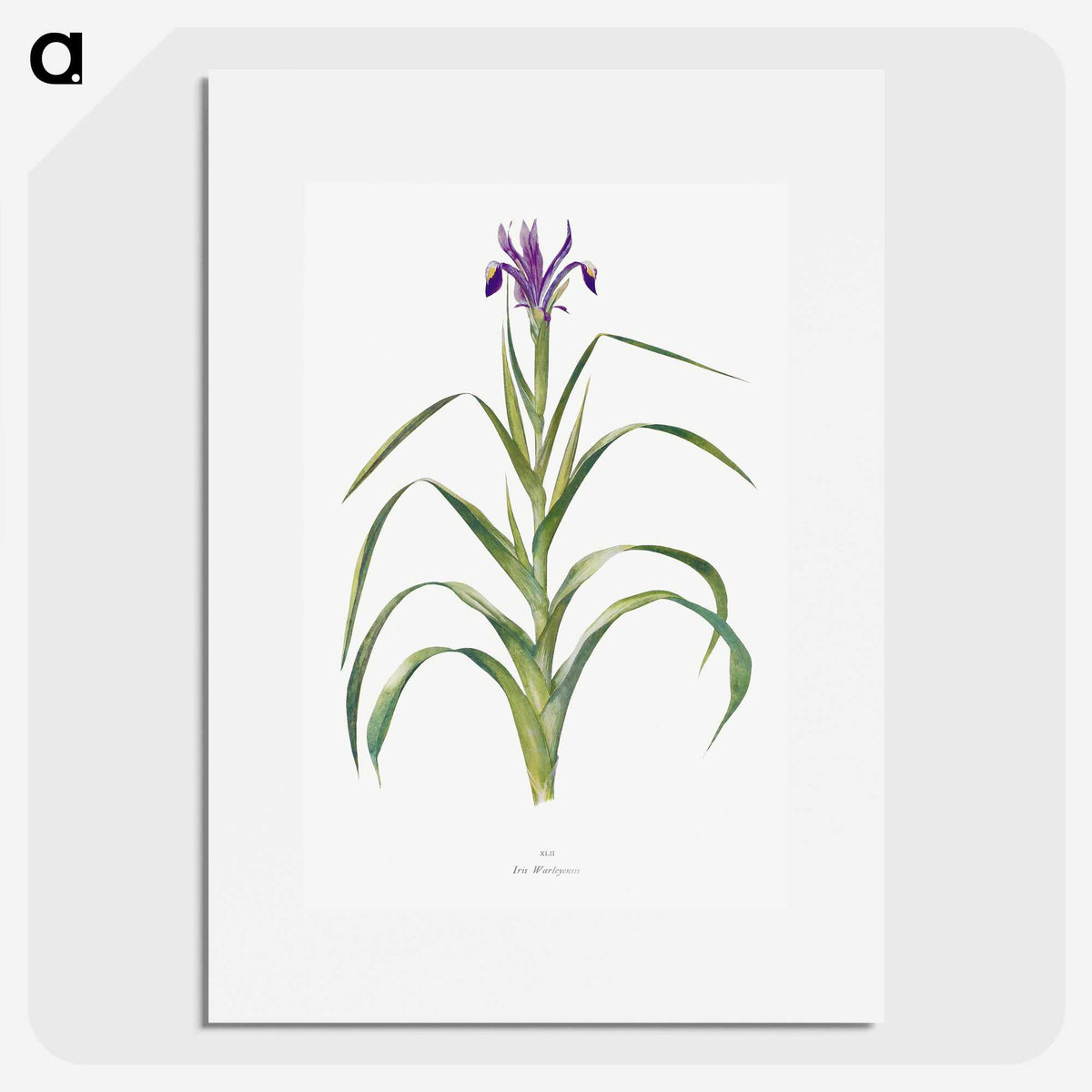 1-19_The-Genus-Iris_picture