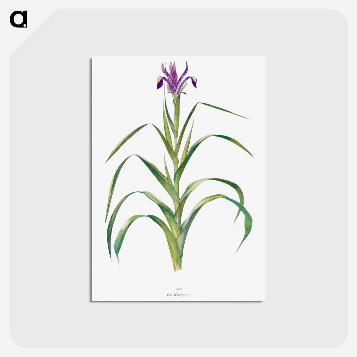 アートポストカード-Iris Warleyensis from The genus Iris
- アヤメ属 Postcard.