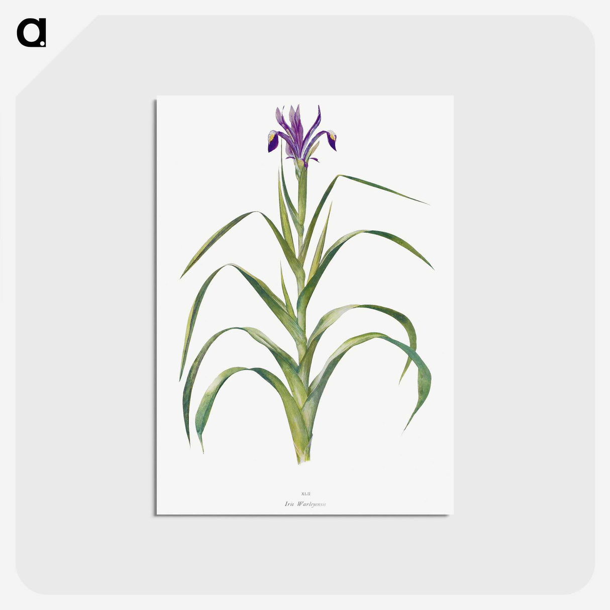 1-19_The-Genus-Iris_postcard
