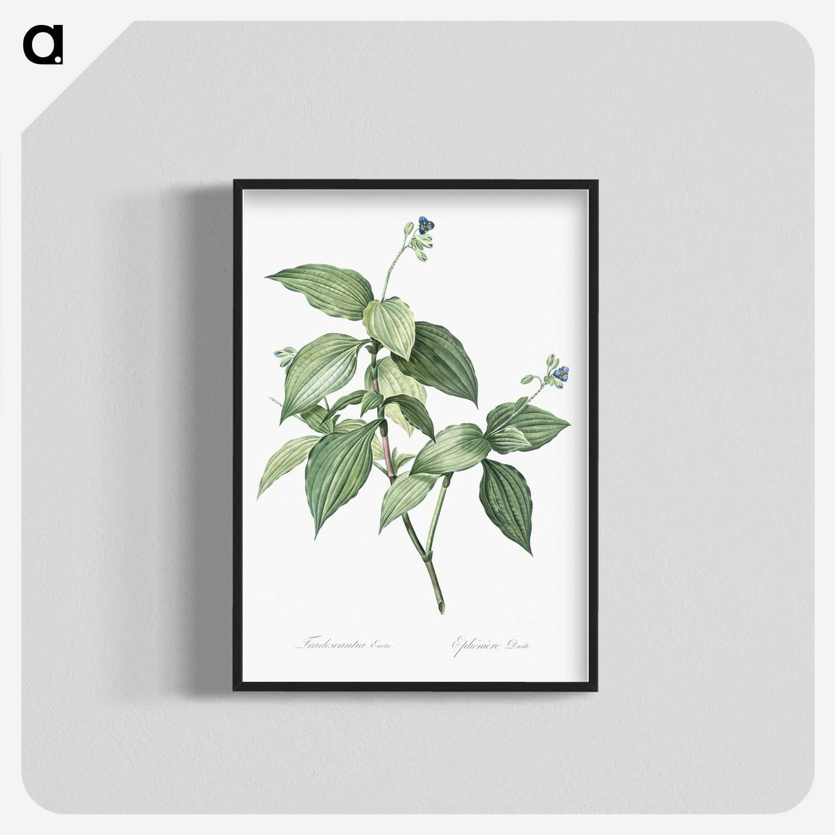 1-19_The-Lilies_blk-crop
