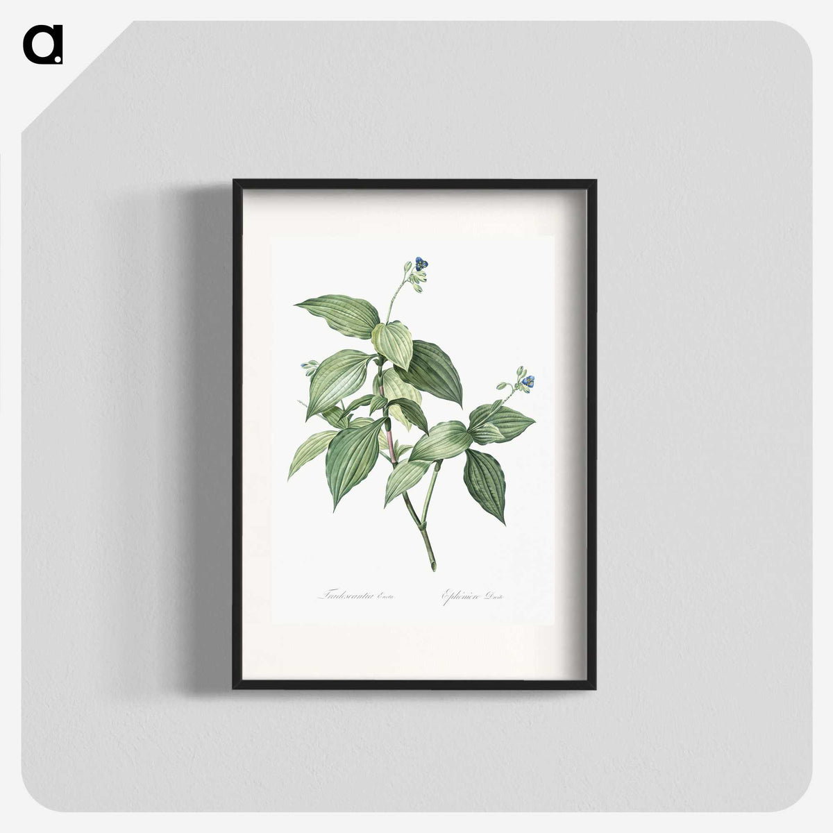 1-19_The-Lilies_blk