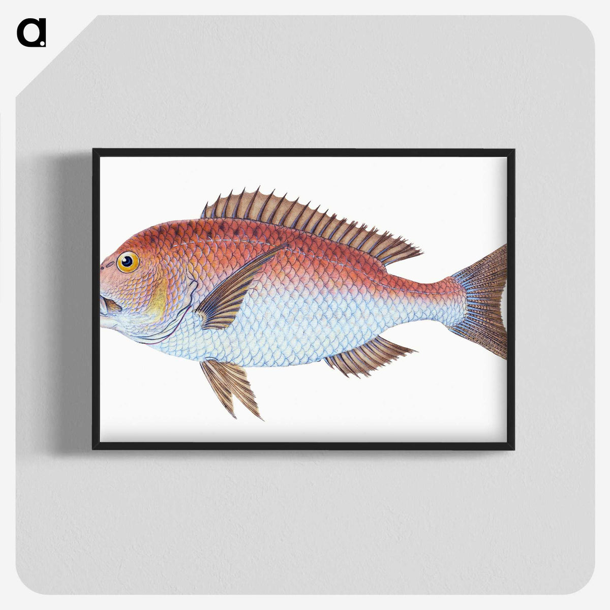 1-19_The-Natural-History-of-British-Fishes_blk-crop