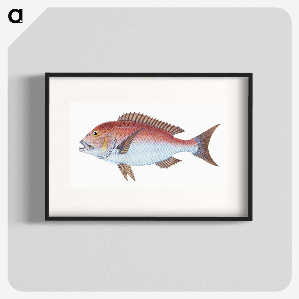 1-19_The-Natural-History-of-British-Fishes_blk