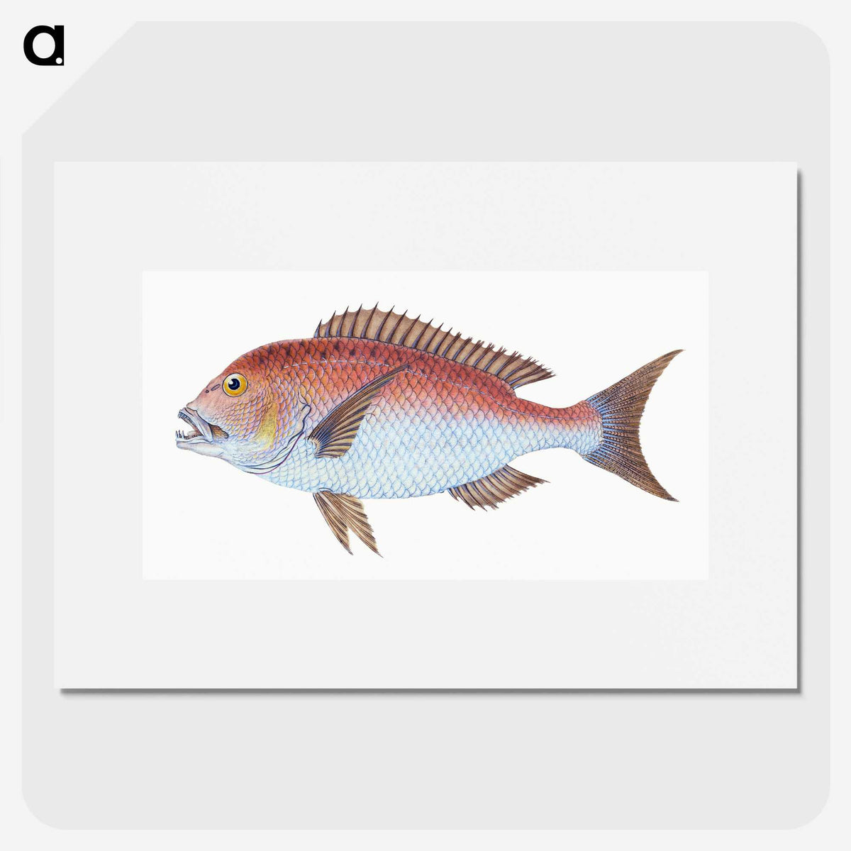 1-19_The-Natural-History-of-British-Fishes_picture