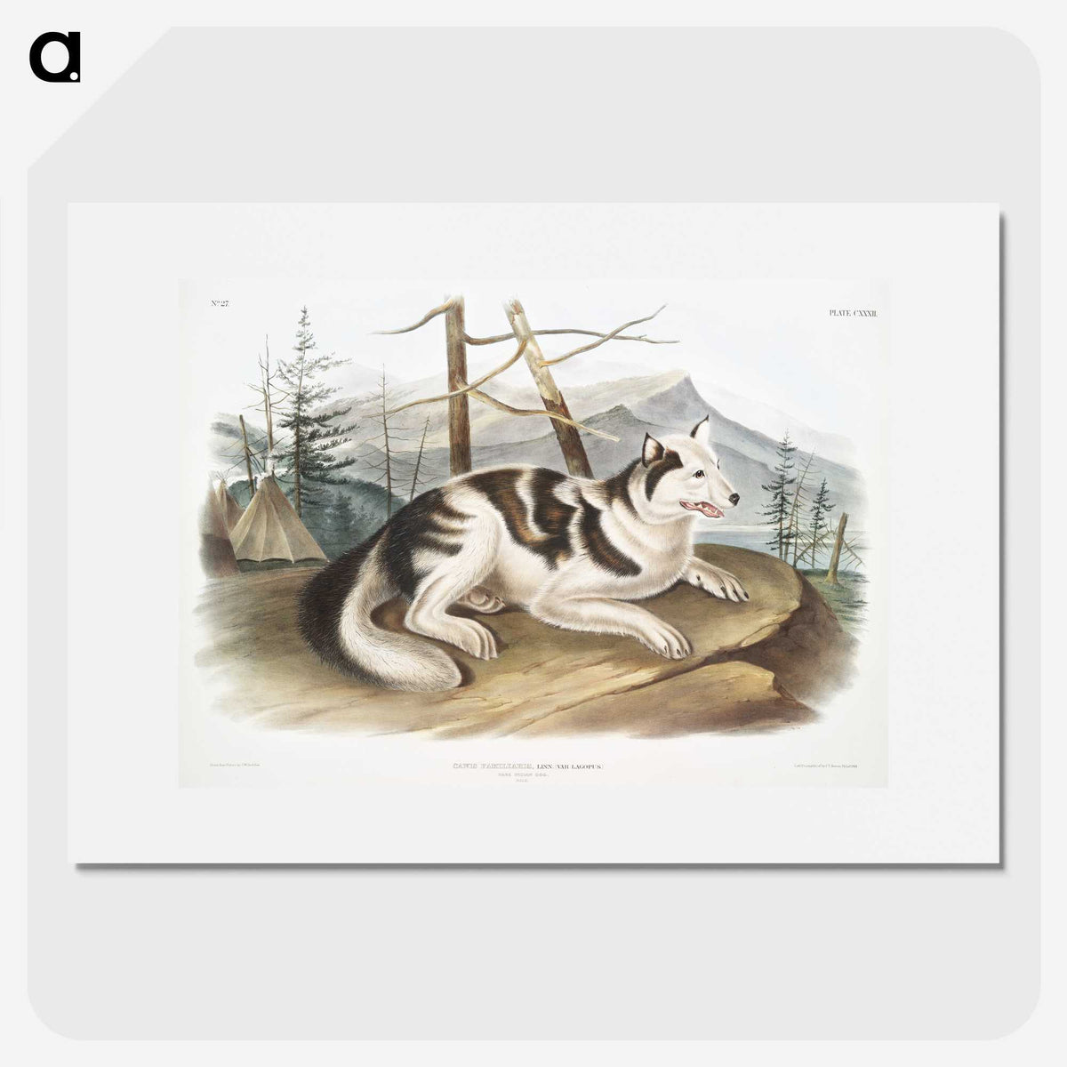 1-19_The-Viviparous-Quadrupeds_picture