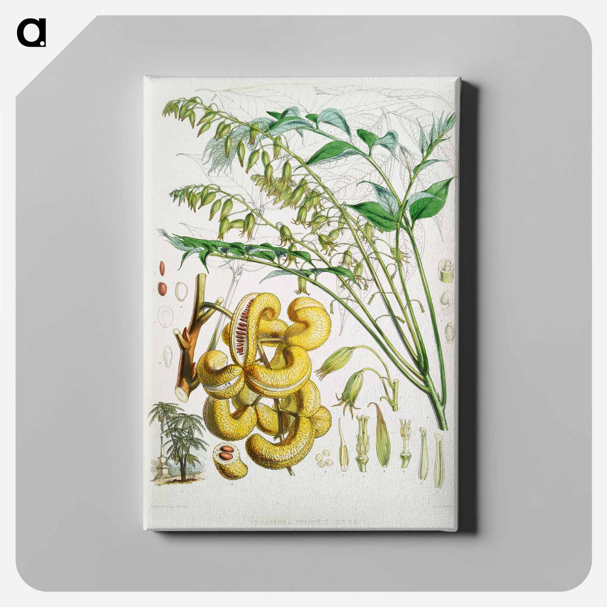 Dead man's fingers - Walter Hood Fitch Canvas.