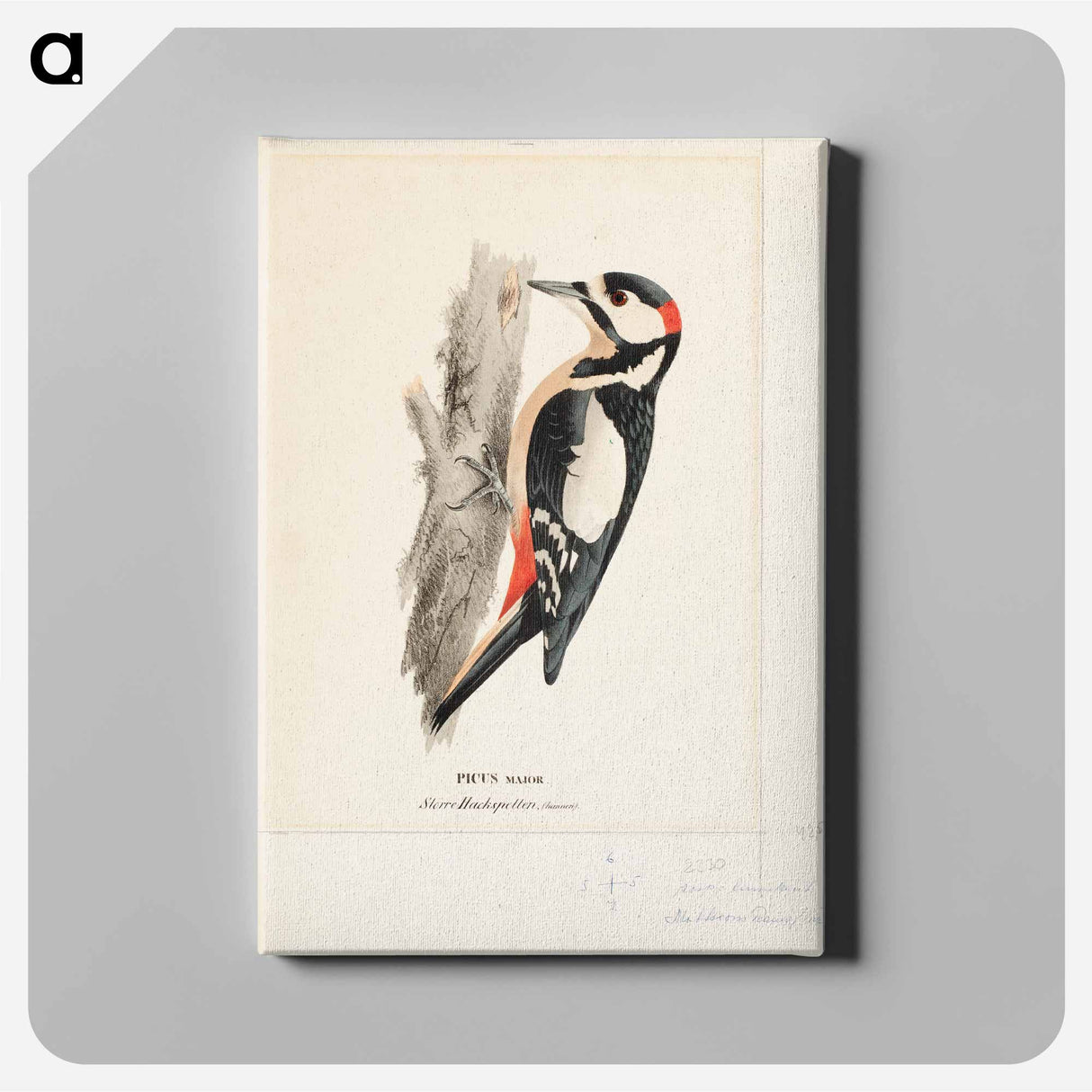Great spotted woodpecker, male - Wilhelm von Wright Canvas.