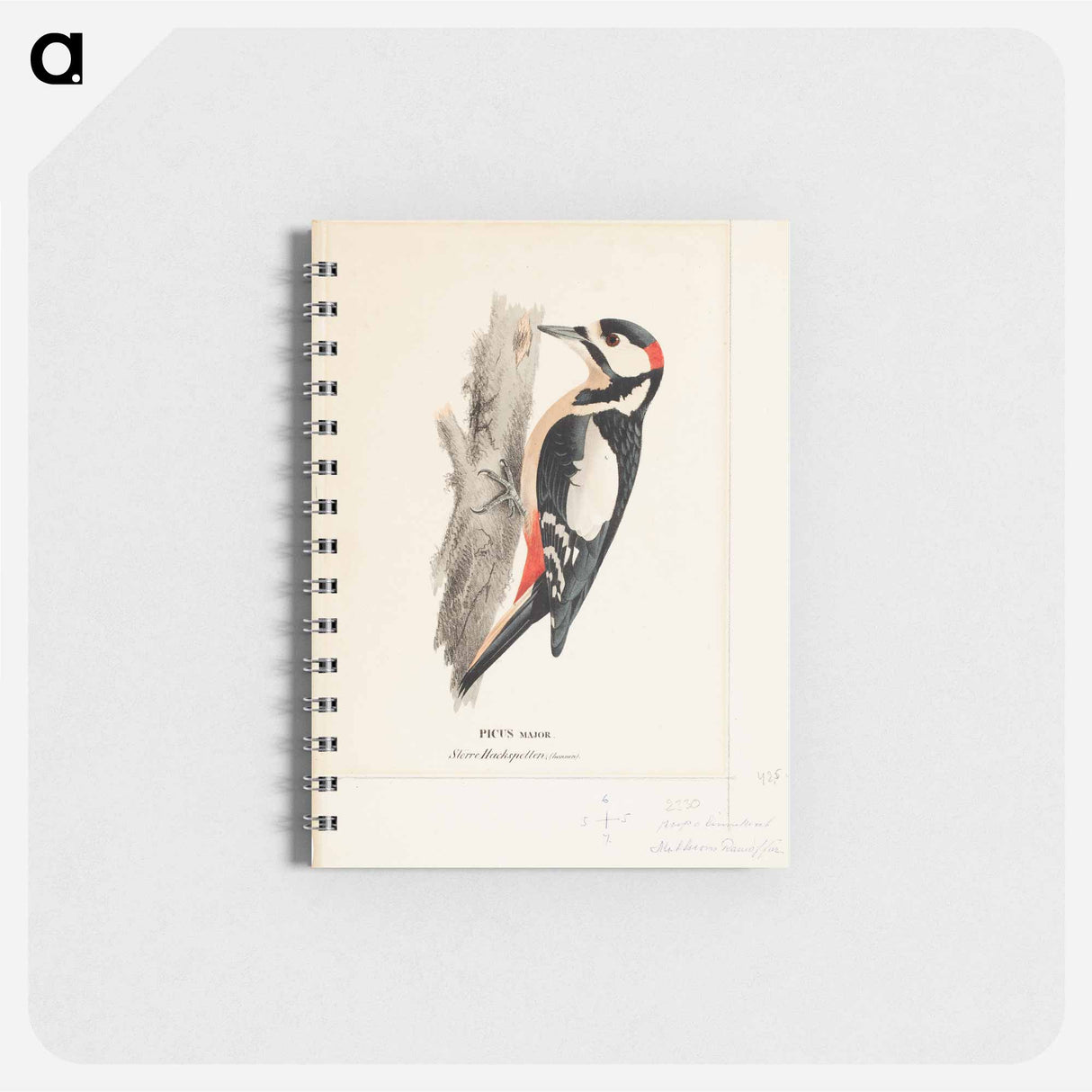 Great spotted woodpecker, male - ヴィルヘルム フォン ライト Memo.