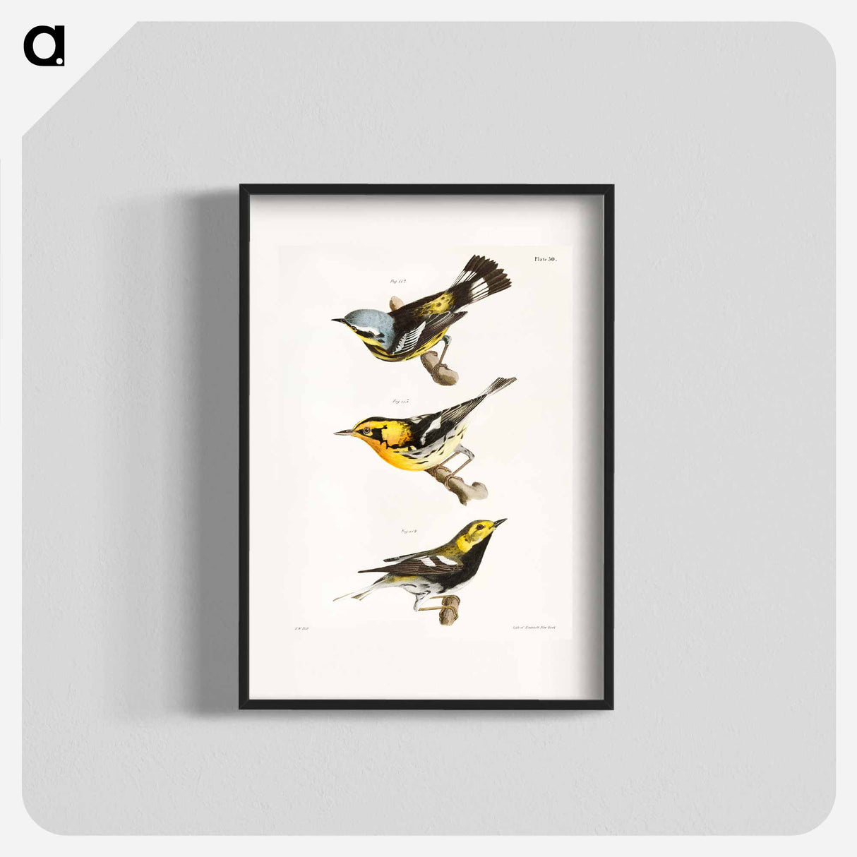 The Spotted Warbler - ニューヨークの動物学 Poster.