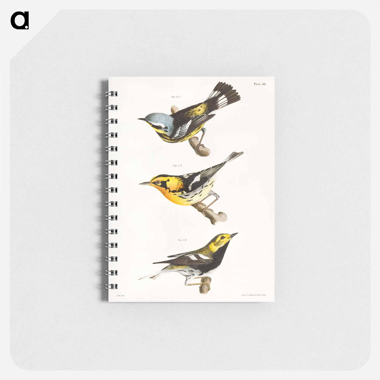 The Spotted Warbler - ニューヨークの動物学 Memo.