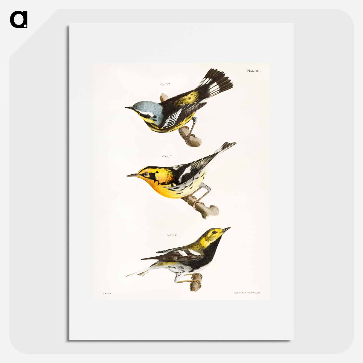 The Spotted Warbler - ニューヨークの動物学 Poster.