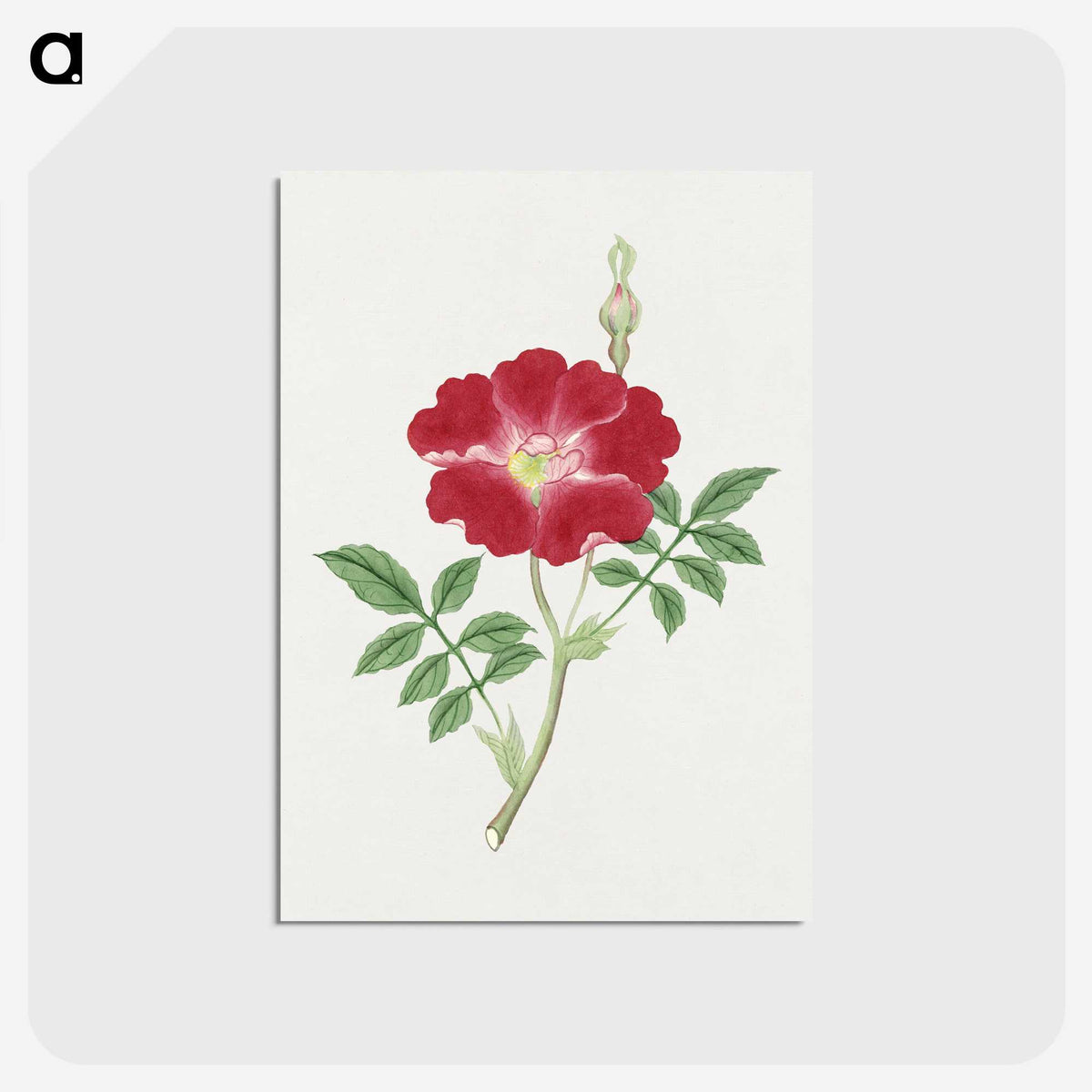 1-1_19th-Century-Japanese-Flowers_postcard