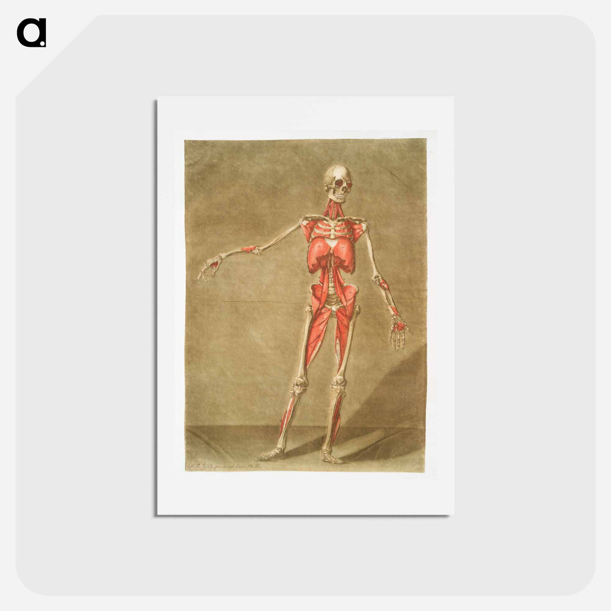This fascinating collection of anatomical illustrations - アルノルド エロイ ゴーティエ ダゴティ Postcard.