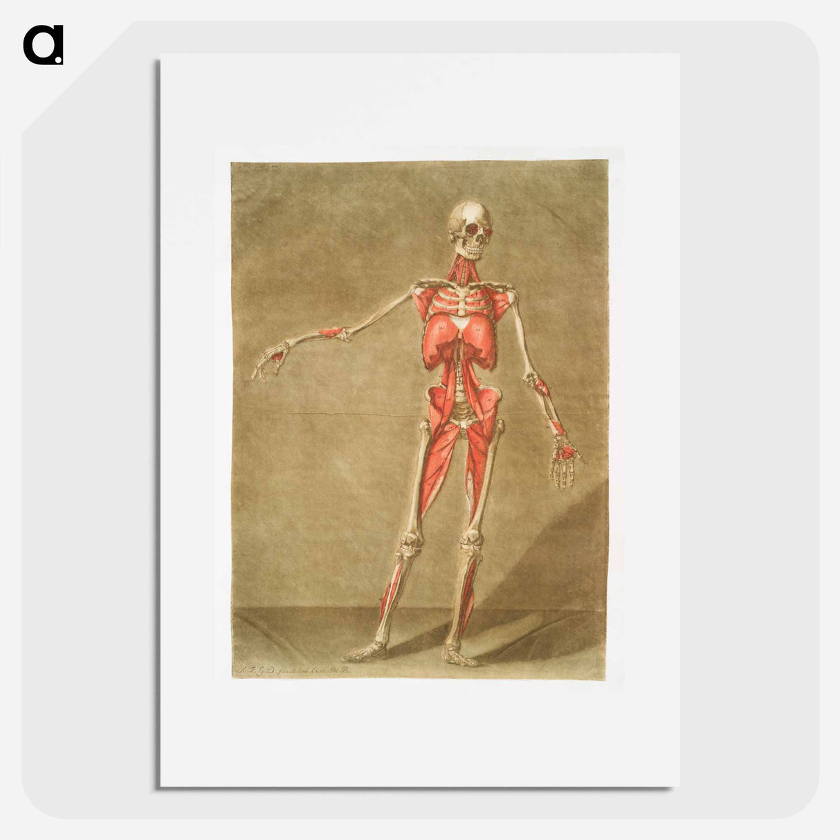 This fascinating collection of anatomical illustrations - アルノルド エロイ ゴーティエ ダゴティ Poster.