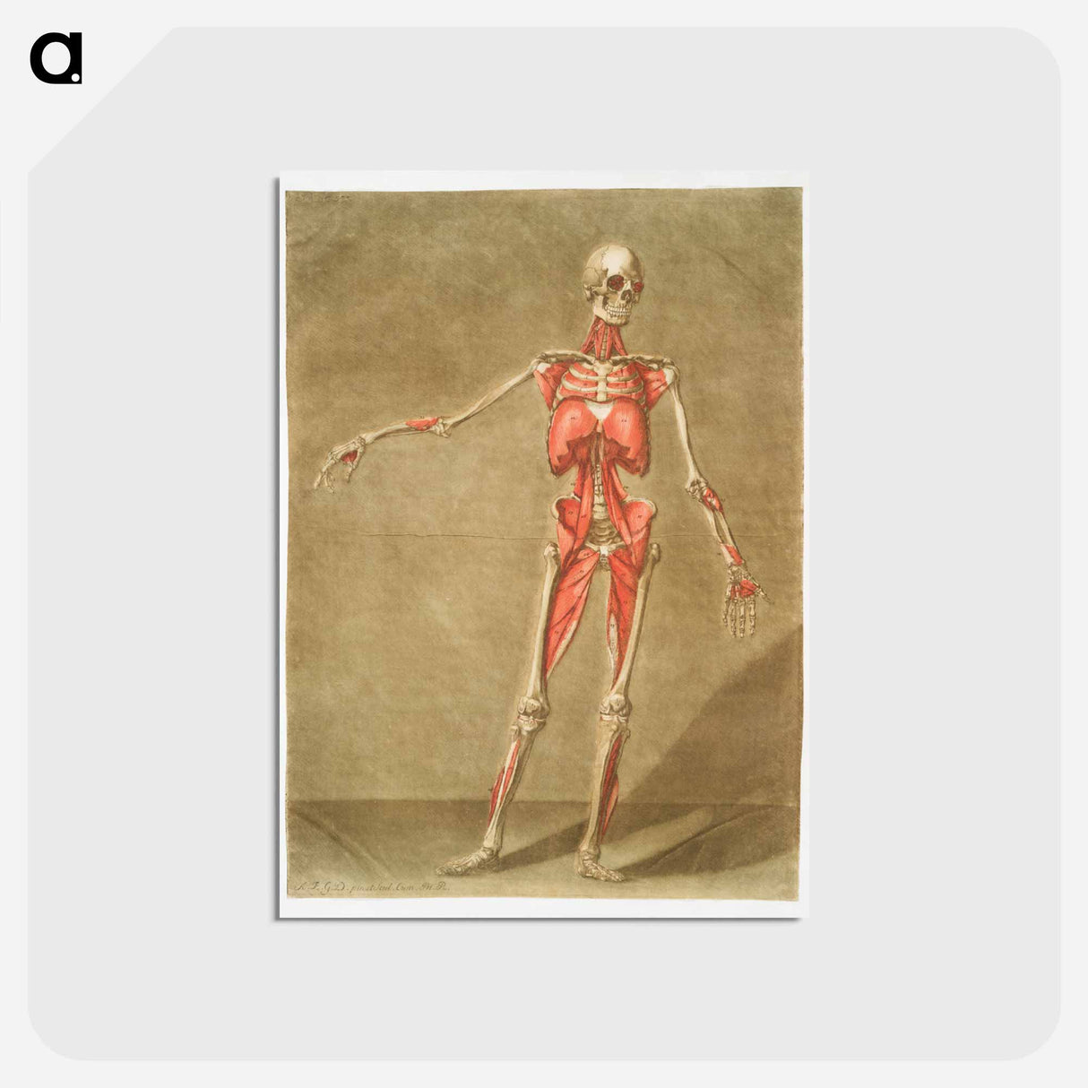 This fascinating collection of anatomical illustrations - アルノルド エロイ ゴーティエ ダゴティ Postcard.