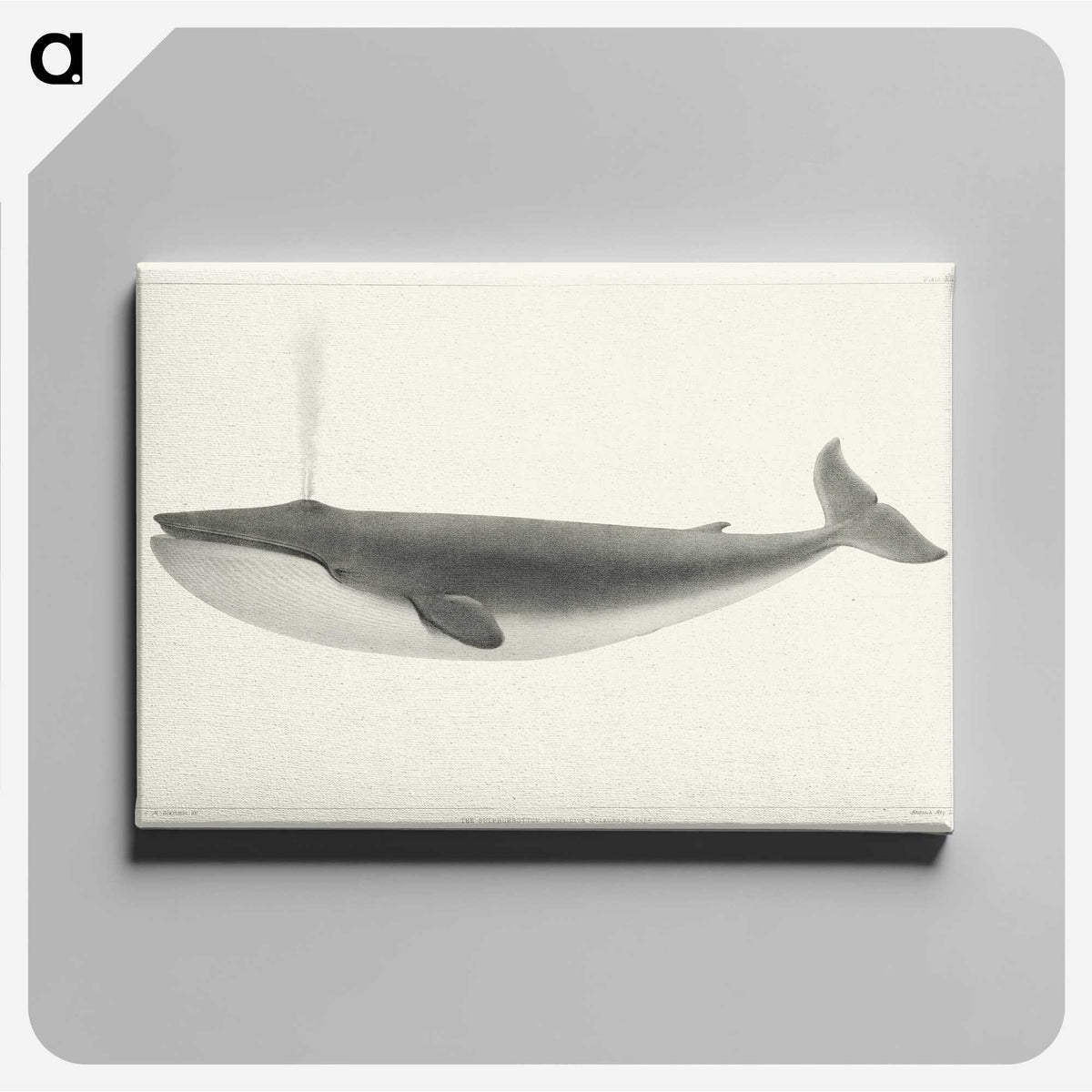 1-1_Charles-Melville-Scammon_canvas