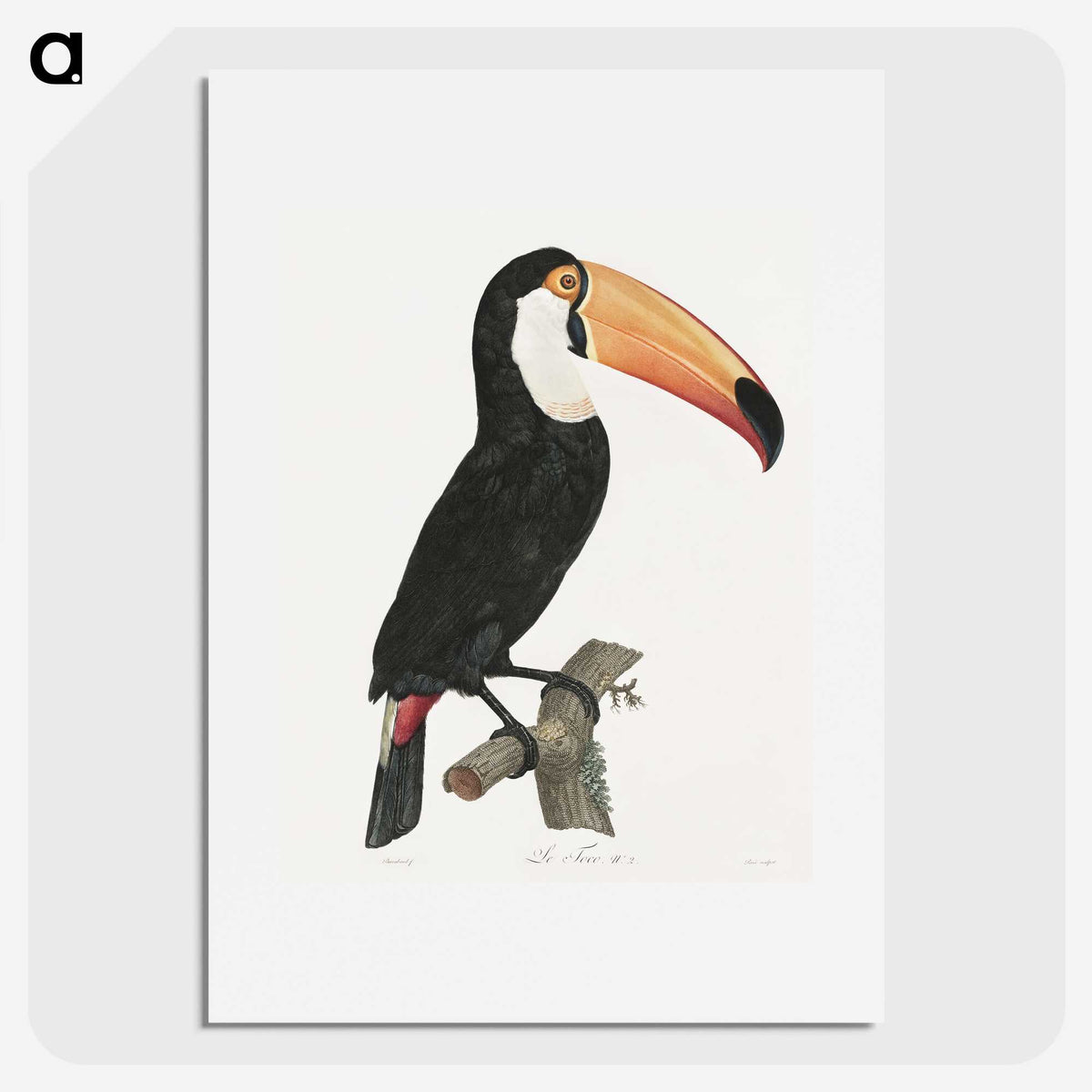 1-1_Des-Oiseaux-de-Paradis_picture