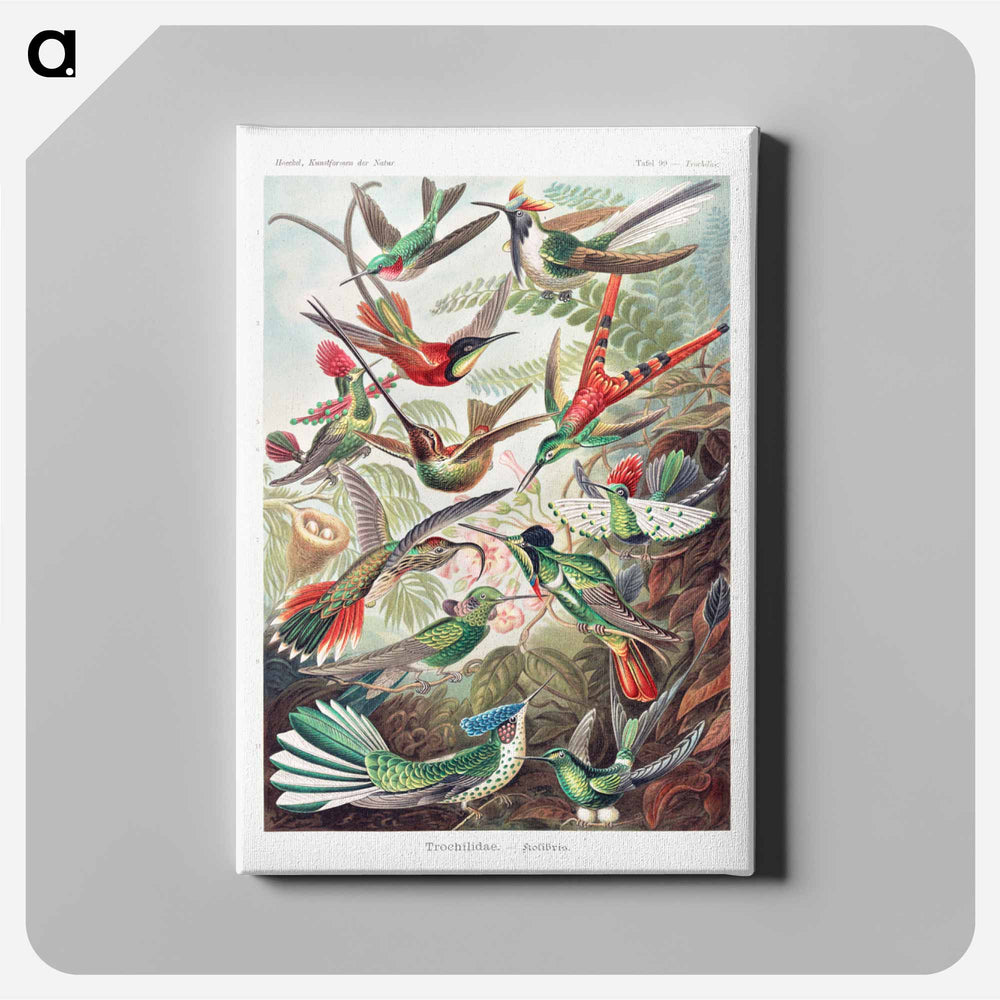Trochilidae–Kolibris - エルンスト ヘッケル Canvas.