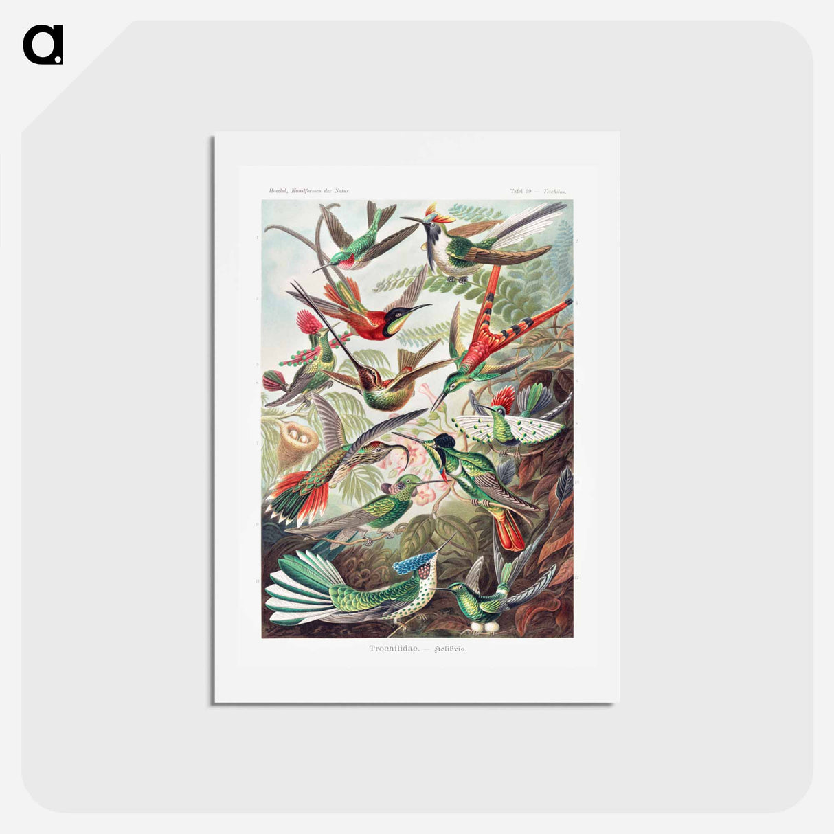 アートポストカード-Trochilidae–Kolibris - エルンスト ヘッケル Postcard.