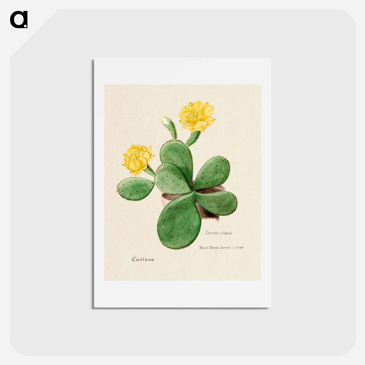 アートポストカード-Eastern Prickly Pear
- サボテン科 Postcard.