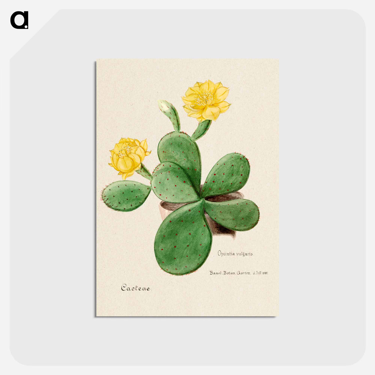 アートポストカード-Eastern Prickly Pear
- サボテン科 Postcard.