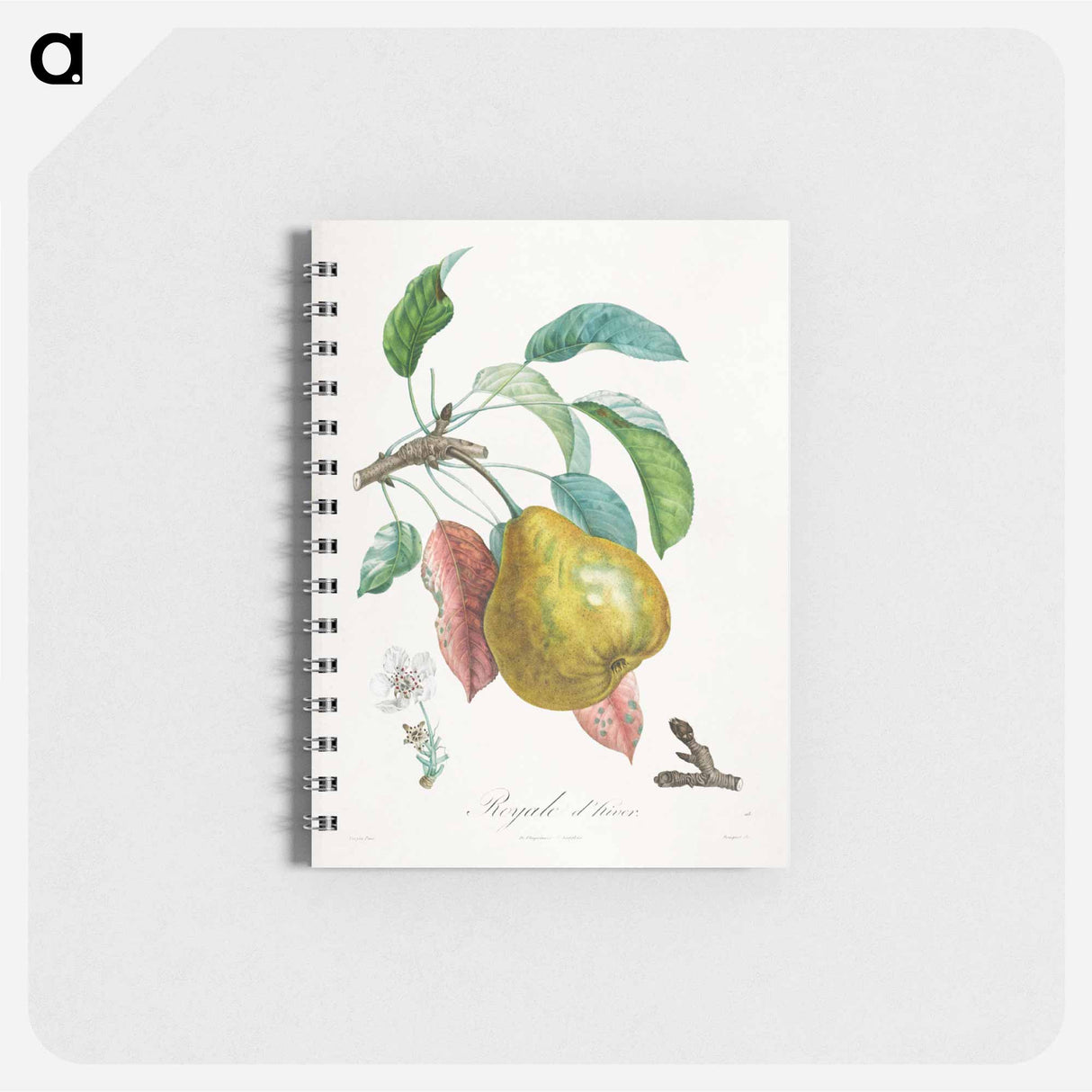 Traité des arbres fruitiers: Royal d'hiver - アンリ ルイ デュアメル デュ モンソー Memo.