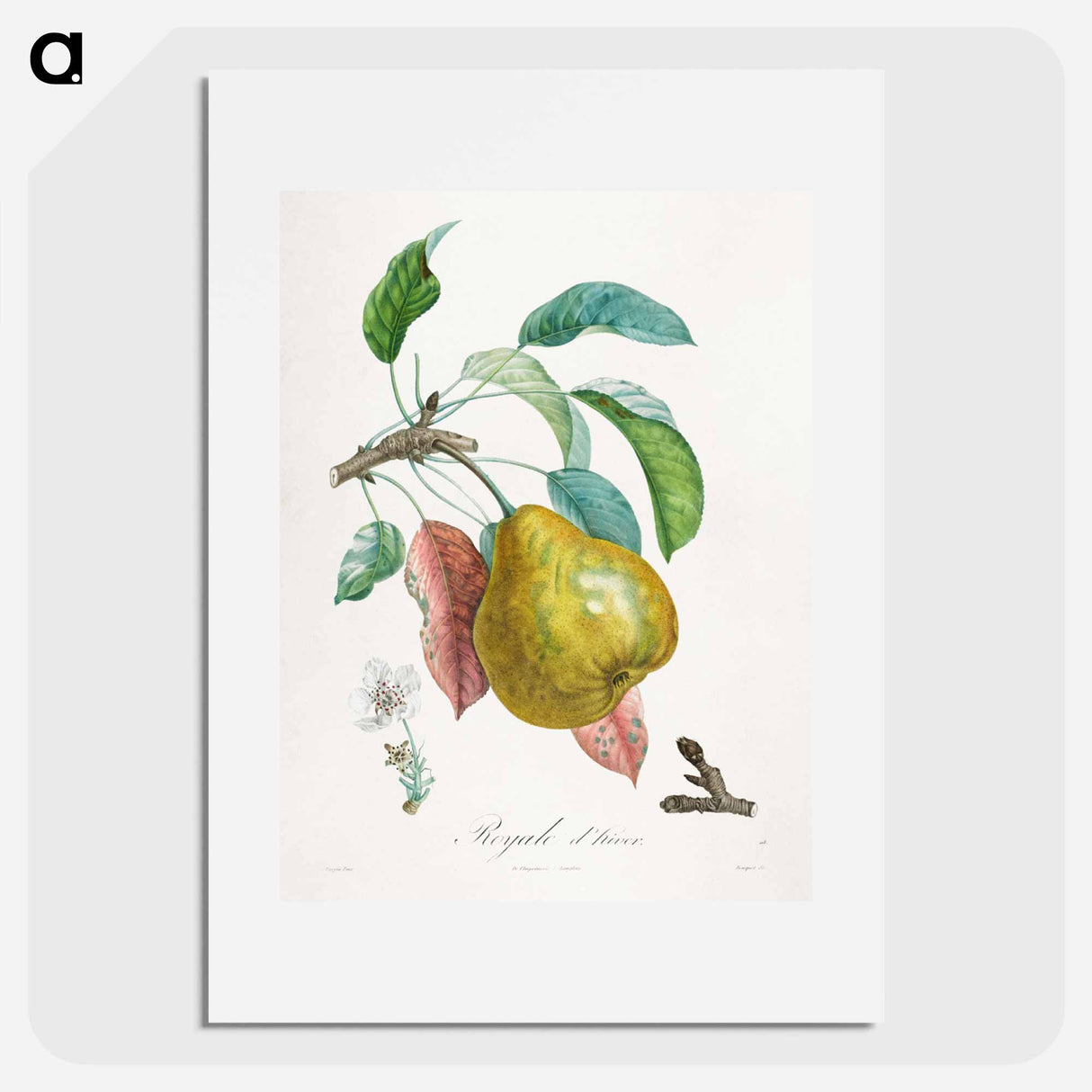 Traité des arbres fruitiers: Royal d'hiver - アンリ ルイ デュアメル デュ モンソー Poster.