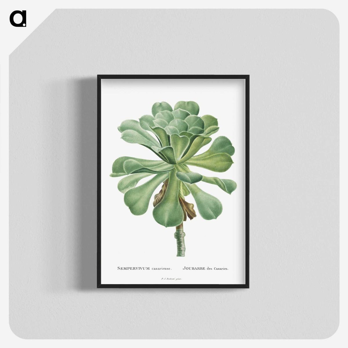 1-1_Histoire-des-Plantes-Grasses_blk-crop