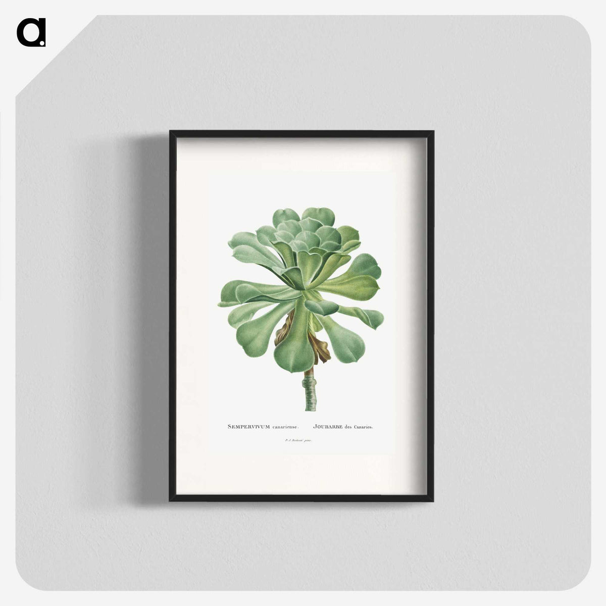 1-1_Histoire-des-Plantes-Grasses_blk