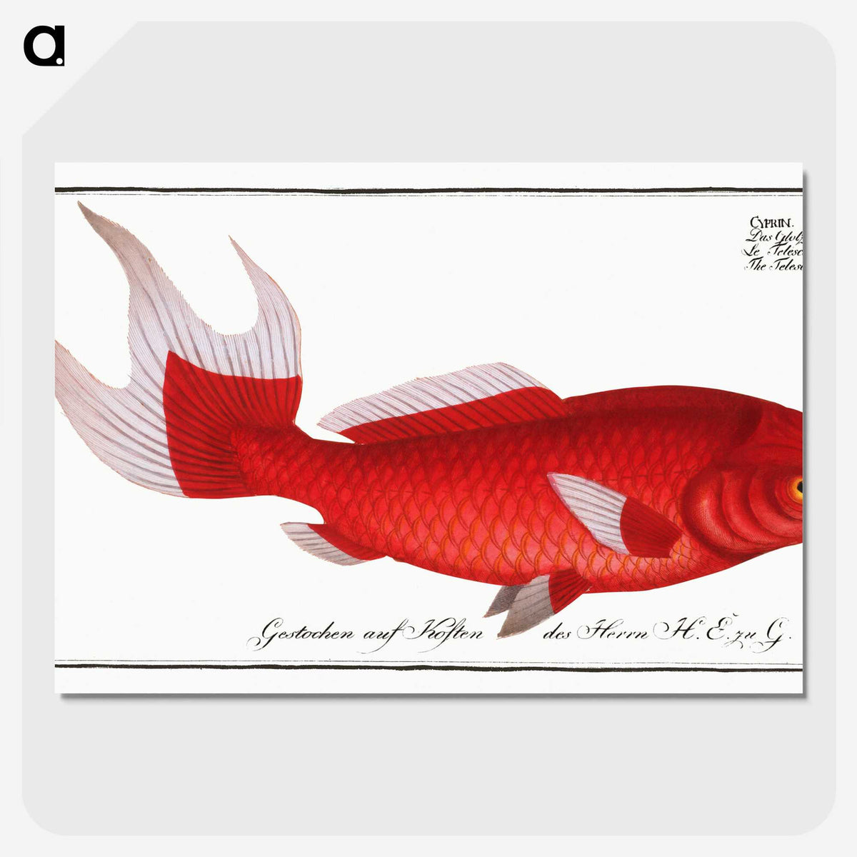1-1_Ichtyologie-ou-Histoire-naturelle_picture-crop