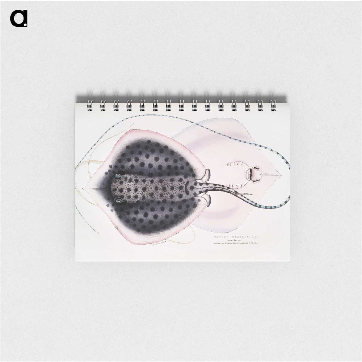 1-1_Indian-Zoology_memo