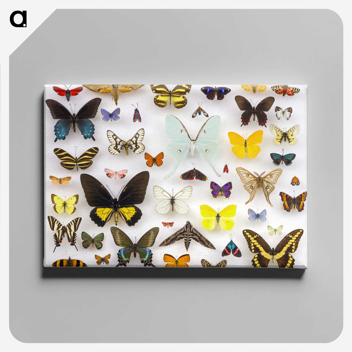 1-1_Insects-Unlocked-Project_canvas