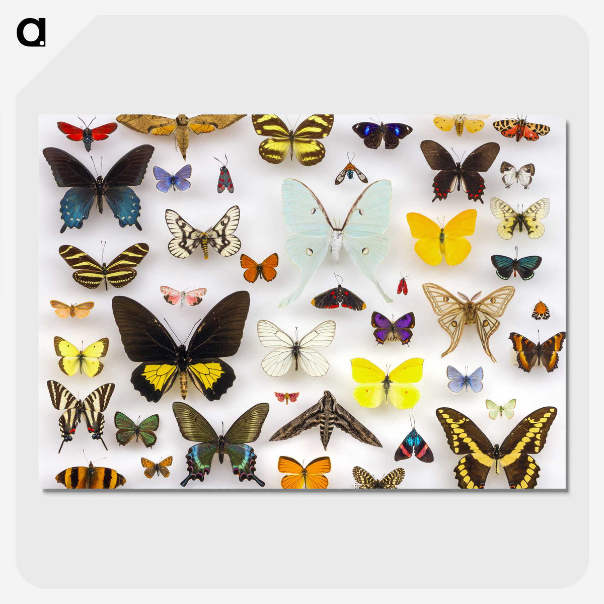 1-1_Insects-Unlocked-Project_picture-crop
