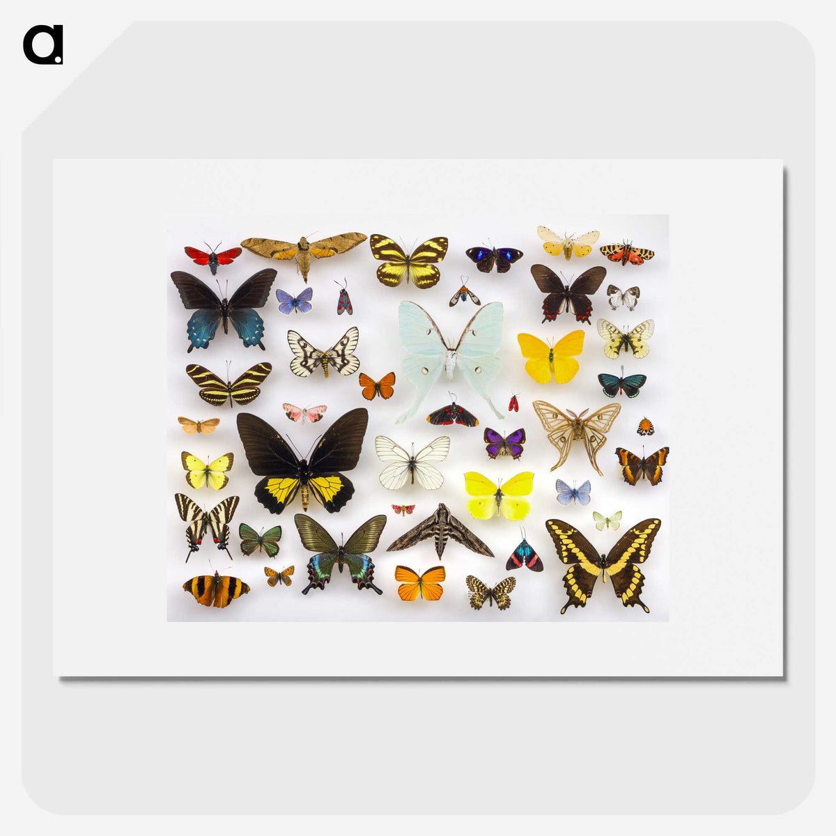 1-1_Insects-Unlocked-Project_picture