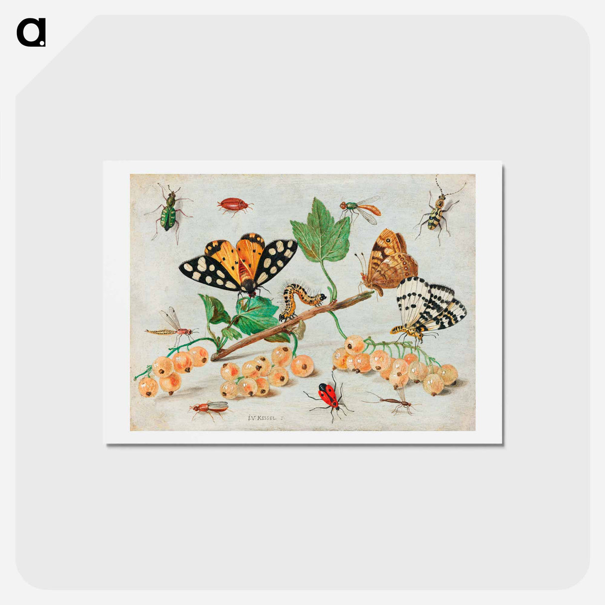 アートポストカード-Insects and Fruits
- ヤン ファン ケッセル Postcard.