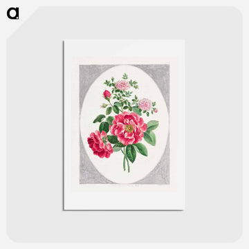 Damask Rose
 - ジョン エドワーズ Postcard.