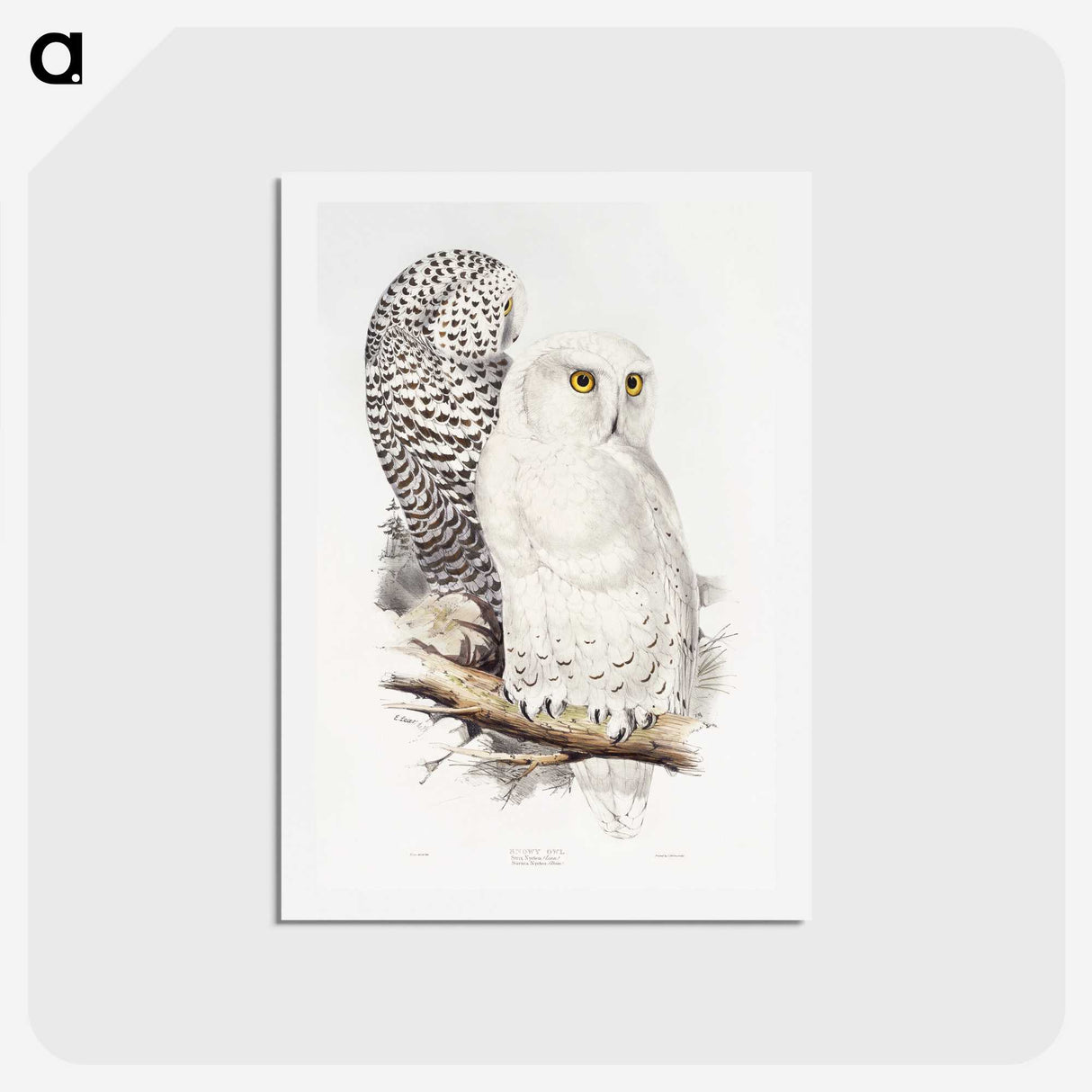 1-1_John-Gould_hagaki