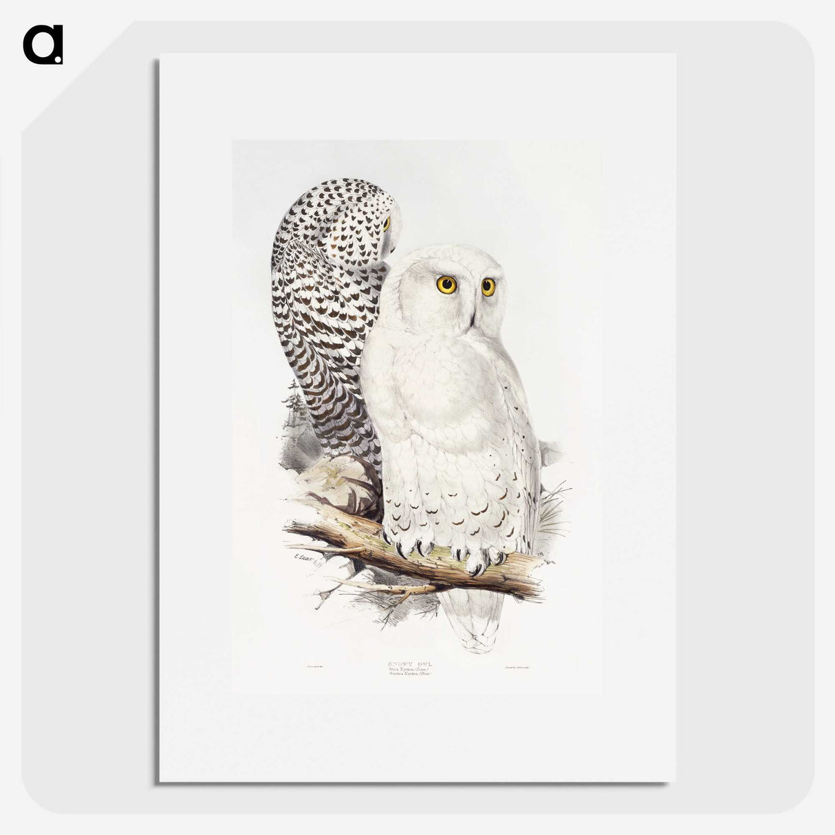 1-1_John-Gould_picture