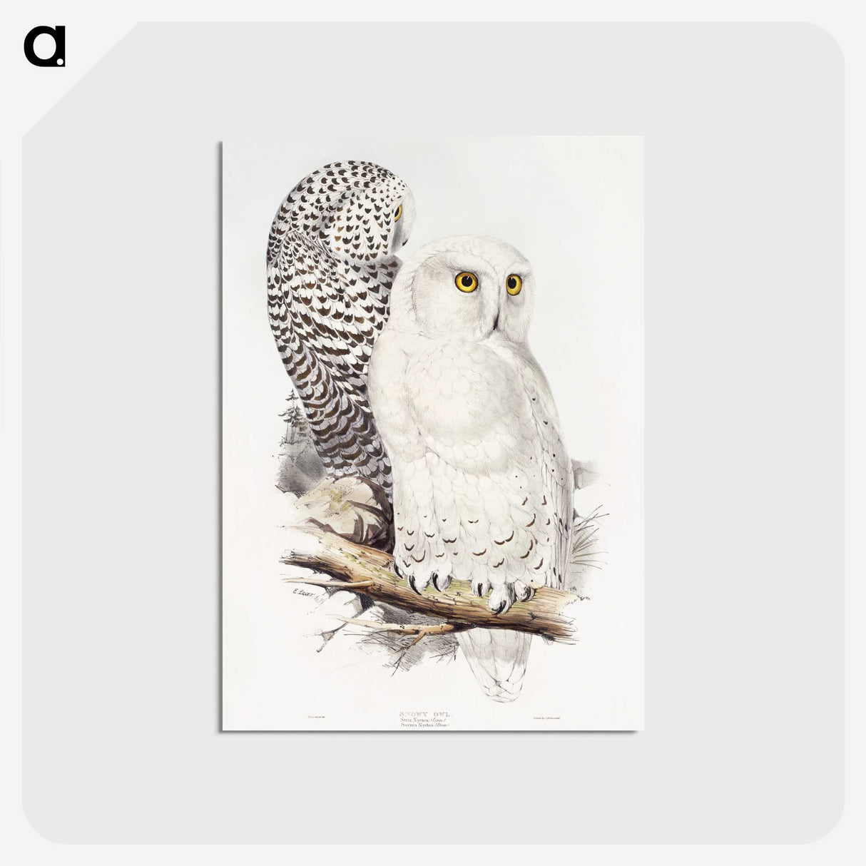 1-1_John-Gould_postcard