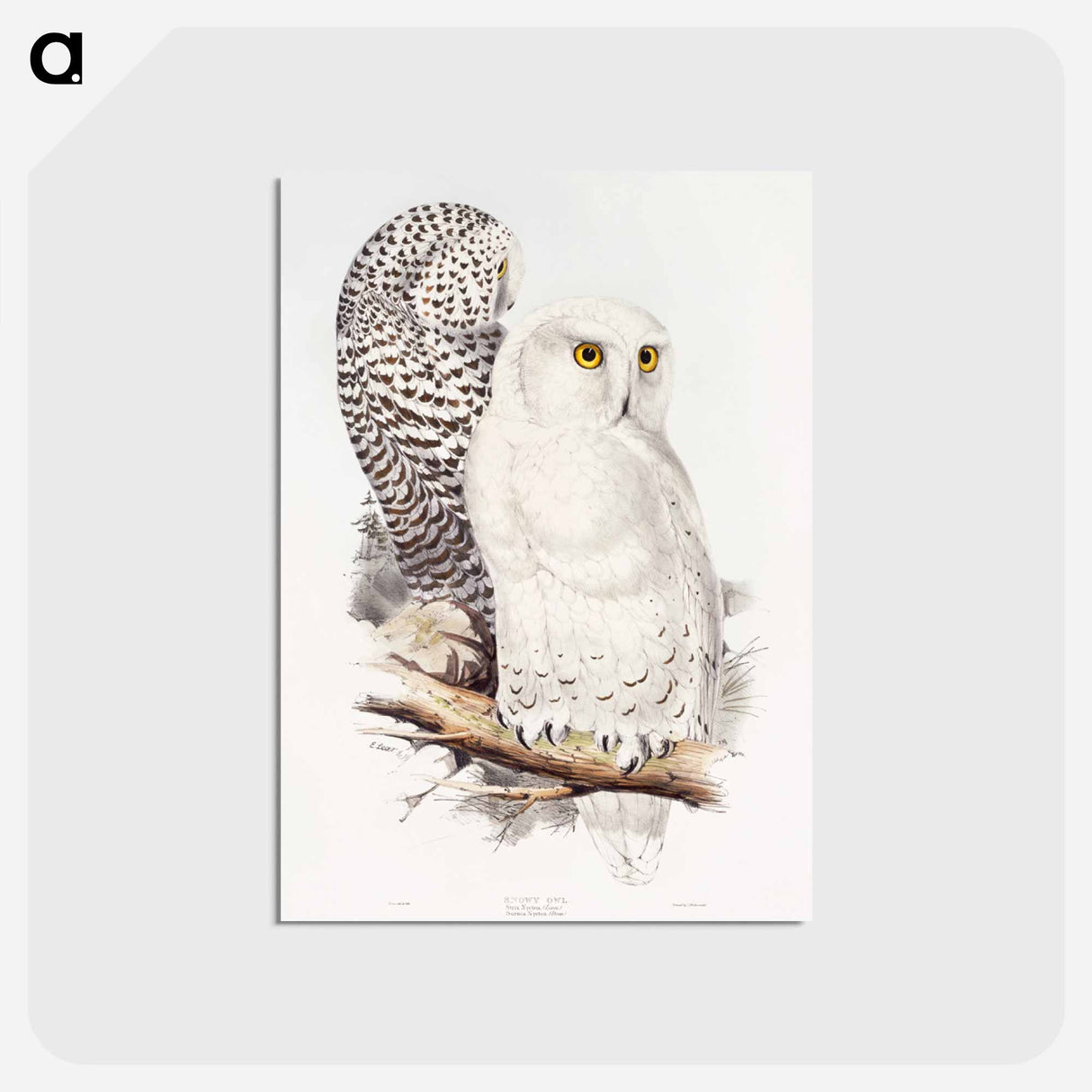 アートポストカード-Snowy Owl
- ジョン グールド Postcard.