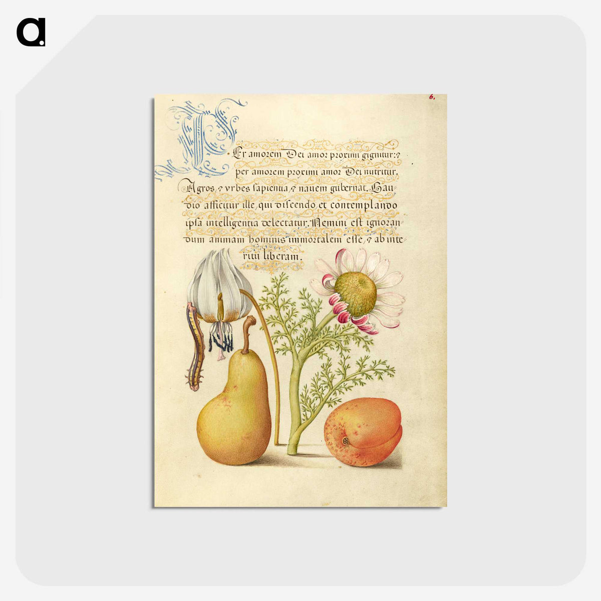 1-1_Joris-Hoefnagel_postcard