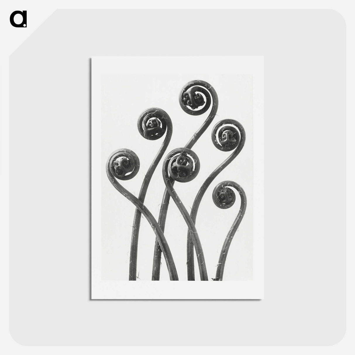 1-1_Karl-Blossfeldt_hagaki