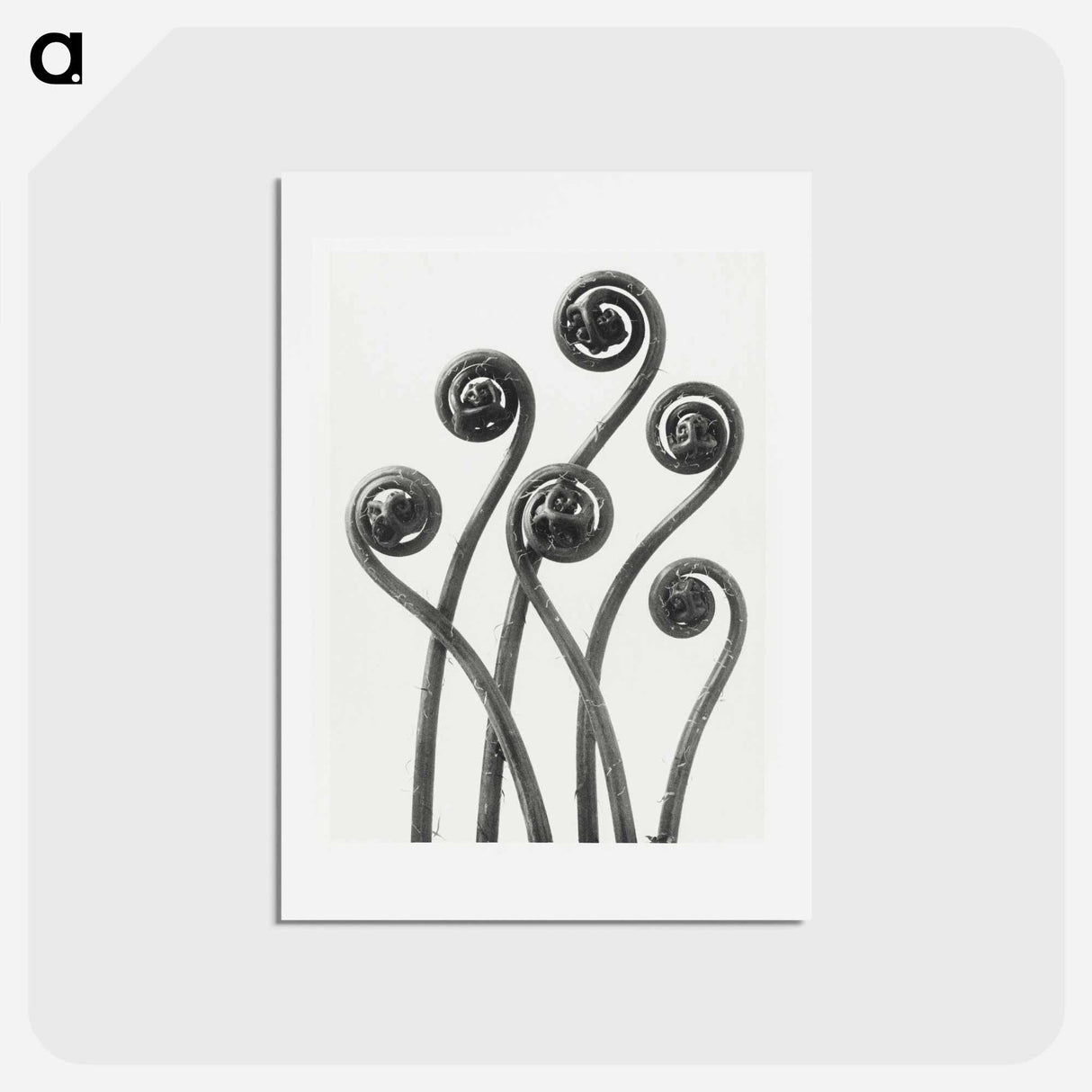 アートポストカード-Adiantum pedatum (American Maiden-hair Fern) young fronds enlarged 8 times from Urformen der Kunst by Karl Blossfeldt - カール ブロスフェルト Postcard.