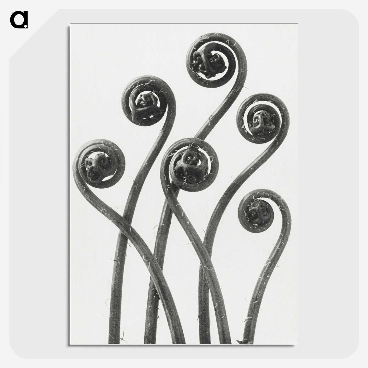 1-1_Karl-Blossfeldt_picture-crop