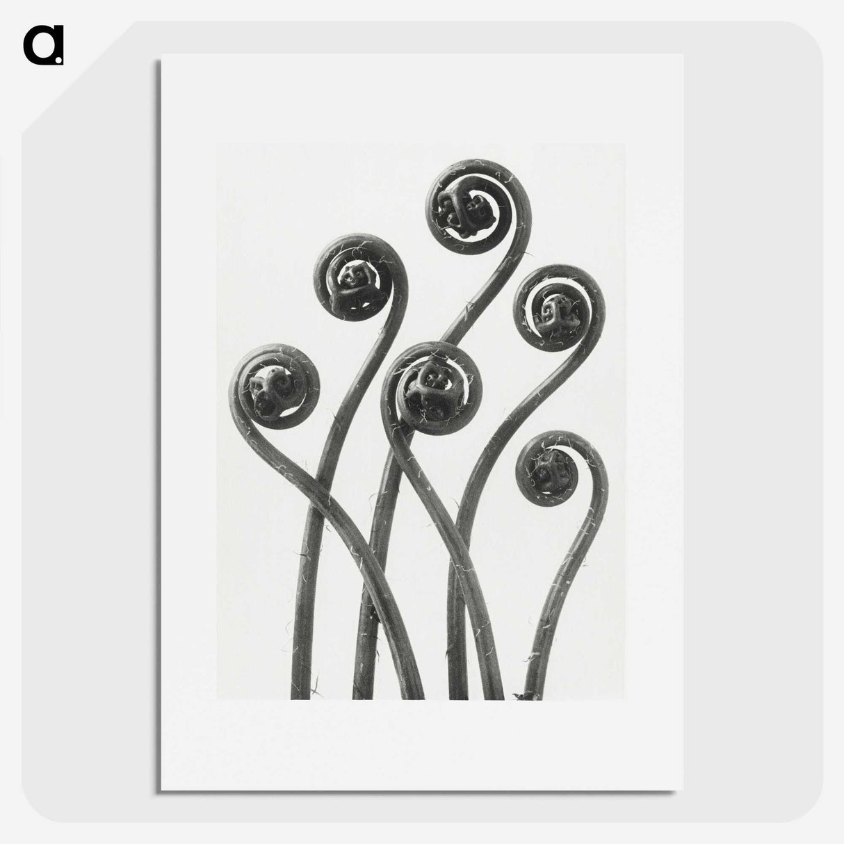 1-1_Karl-Blossfeldt_picture