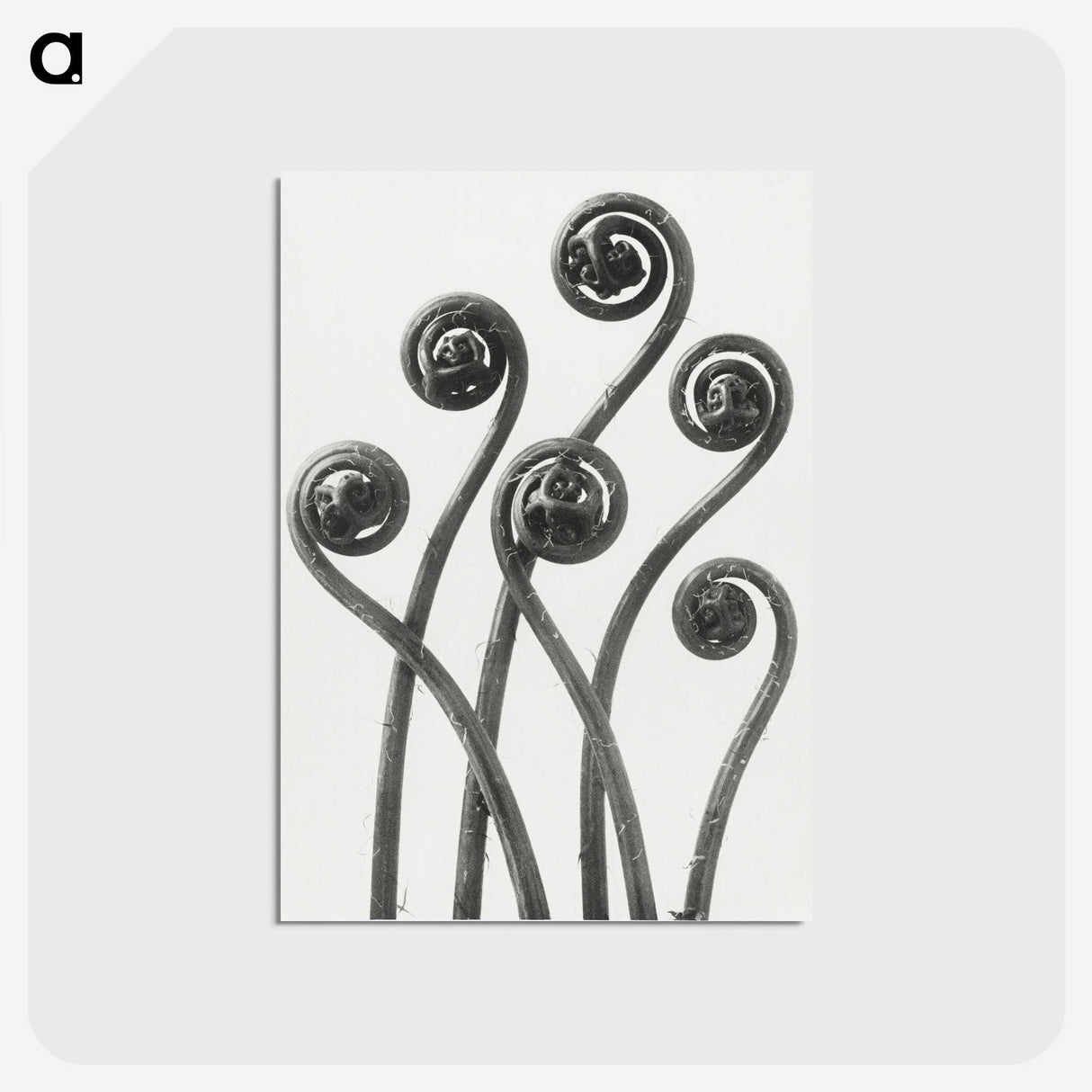 1-1_Karl-Blossfeldt_postcard