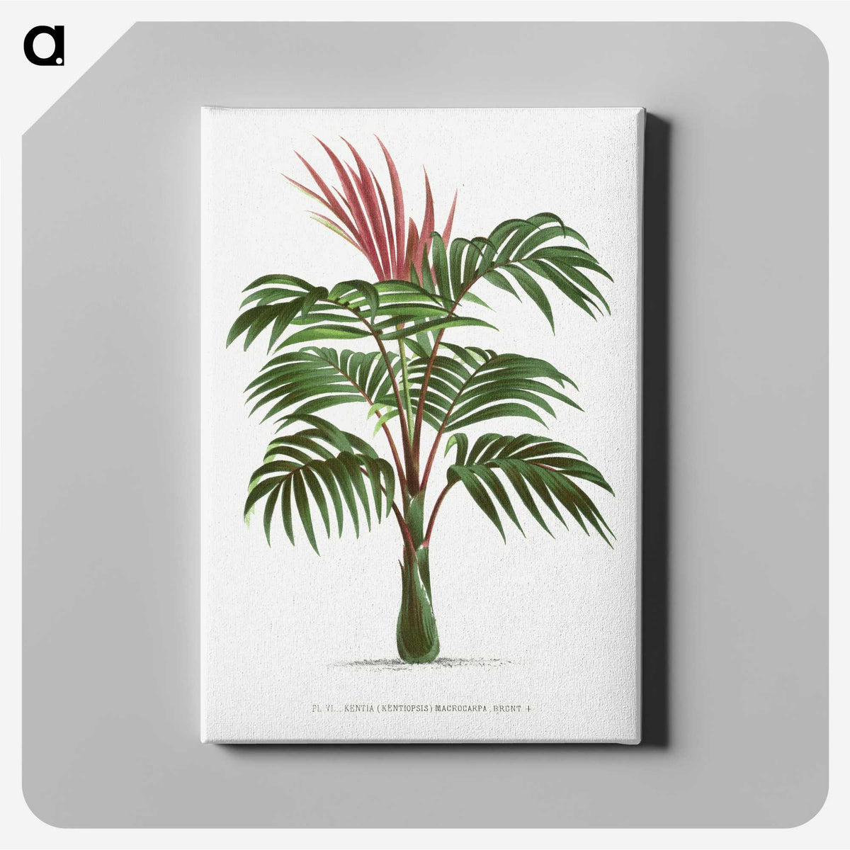 1-1_Les-Palmiers-Histoire-Iconographique_canvas