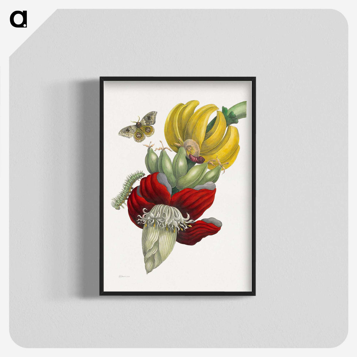 1-1_Maria-Sibylla-Merian_blk-crop